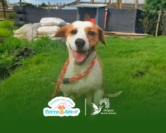 Fundación Perro Amor