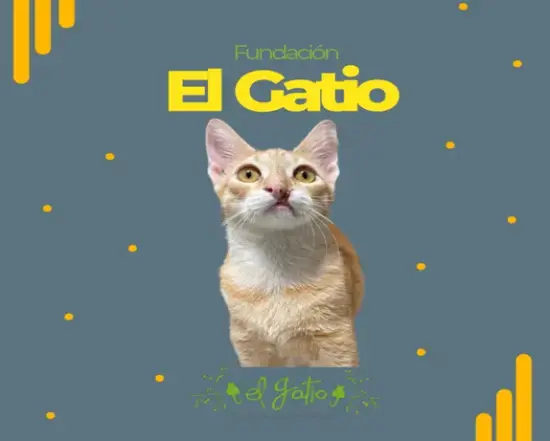 El Gatio Fundation 